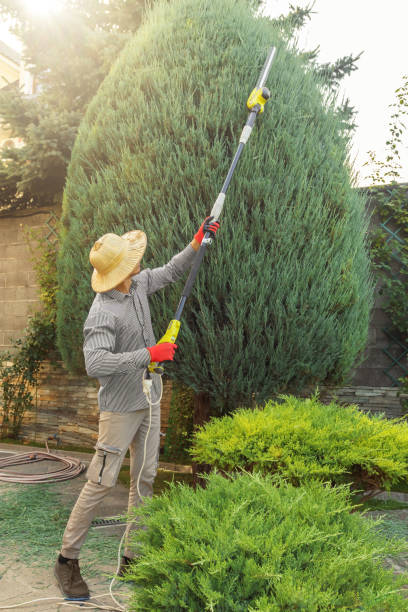 Best Pest Control for Lawns  in Akron, IA